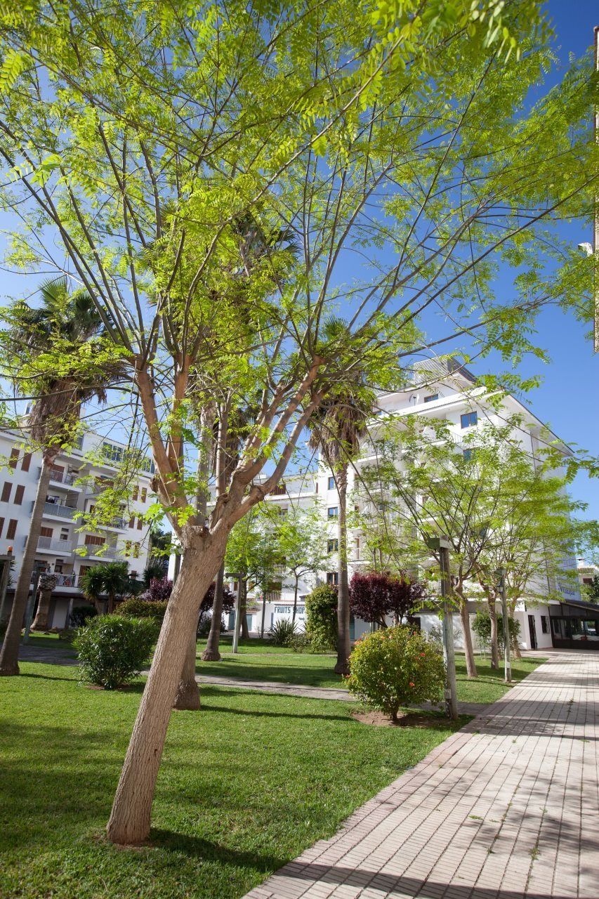 Apartamentos Ferrer Lime Tamarindos Port de Alcudia  Dış mekan fotoğraf